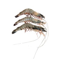 带头带壳黑虎虾 16/20（价格：kg）   含冰30% / Black Tiger 16-20 HOSO IQF 30%