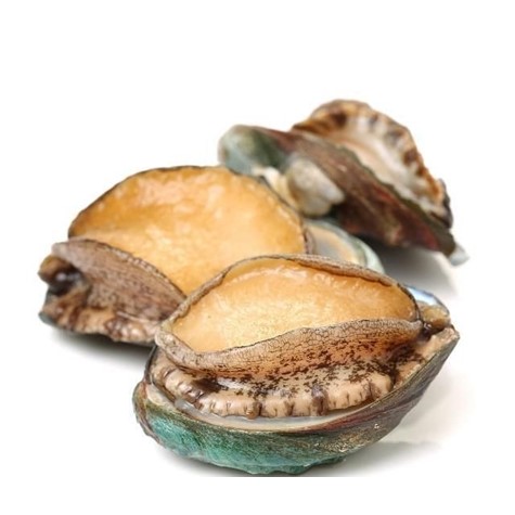 智利红鲍鱼 Sashimi 半壳 9头 / Red Abalone
