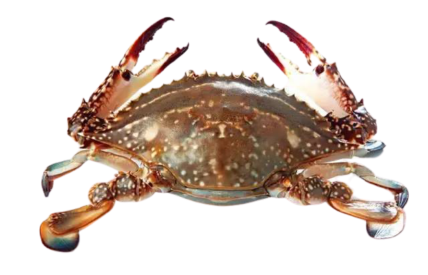 梭子蟹 L 号 不保活 140-250 g（价格： kg）/ Blue Crab L