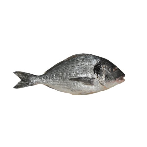 鲷鱼整条 400-600(价格：kg）