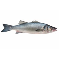海鲈鱼 600/800(价格：kg）