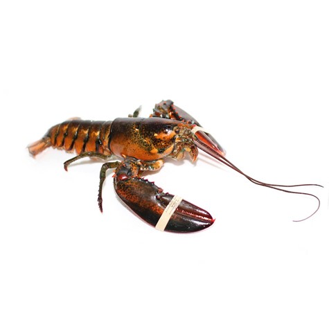 Homar Kanadyjski 800-900 / Lobster Canadian 800-900