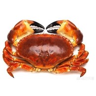 Krab Kieszeniec 400-800 / Cancer Pangurus /  French brown crab400-800 / 面包蟹
