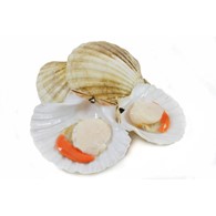 扇贝（半）8/12 （价格：kg）