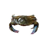 梭子蟹M 号  100-150 g  不保活（价格：kg）/ Blue Crab M