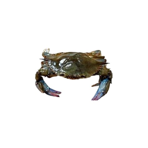 梭子蟹M 号  100-150 g  不保活（价格：kg）/ Blue Crab M
