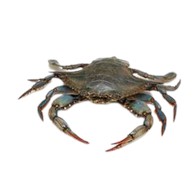 梭子蟹 XL 号 280-500g / Blue Crab XL 280-500g