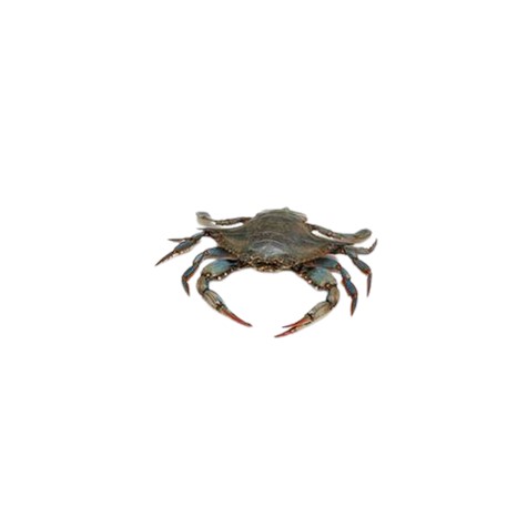 梭子蟹 XL 号 280-500g / Blue Crab XL 280-500g