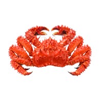 帝王蟹 2-3kg/只(价格：kg) / Krab królewski / King crab 2-3kg
