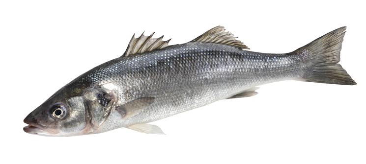 大西洋野生鲈鱼 1-2kg （价格：kg) 称重 Labraks atlantycki 2-3kg /