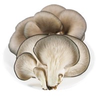 Oyster Mushroom 1.5KG/box 鲜平菇 1.5KG/箱
