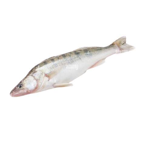 新鲜梭鲈整条 1-2kg / Pike Perch Whole 1-2kg fresh