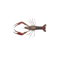 克氏螯虾 30-50g / Crayfish 30-50g / Procambarus Clarkii 30-50g