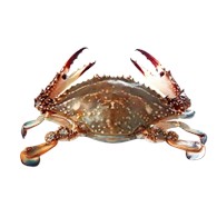 梭子蟹 L 号 不保活 140-250 g（价格： kg）/ Blue Crab L